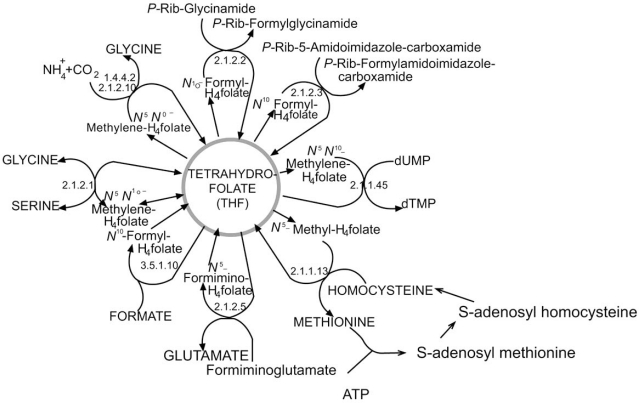 Fig. (10)