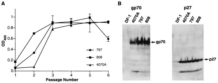 FIG. 6