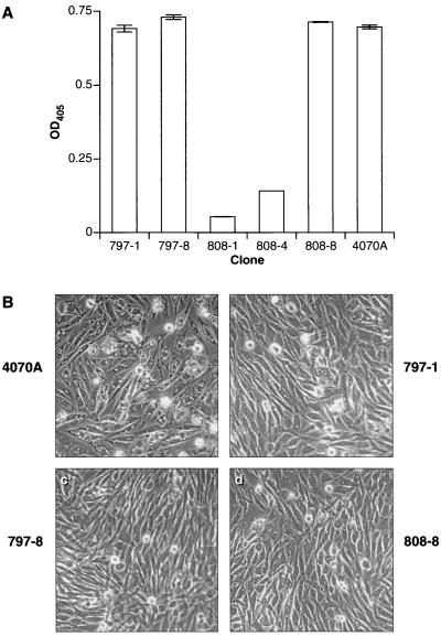 FIG. 7