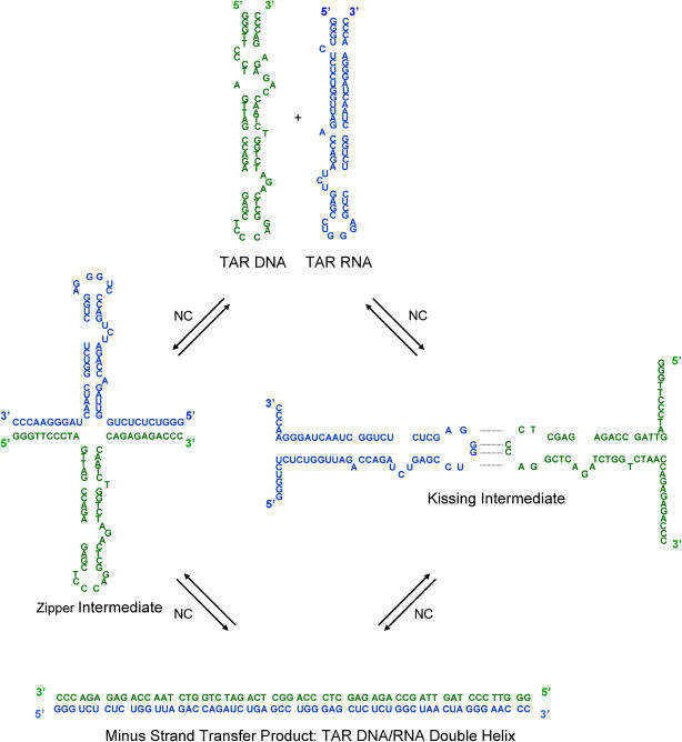 SCHEME 2