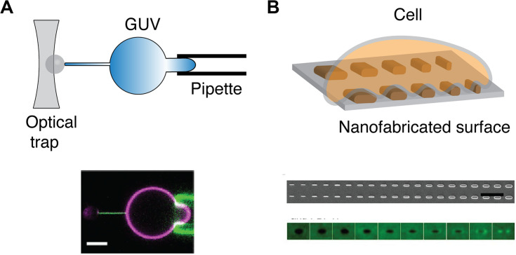 FIGURE 4