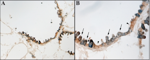 Fig. 8.