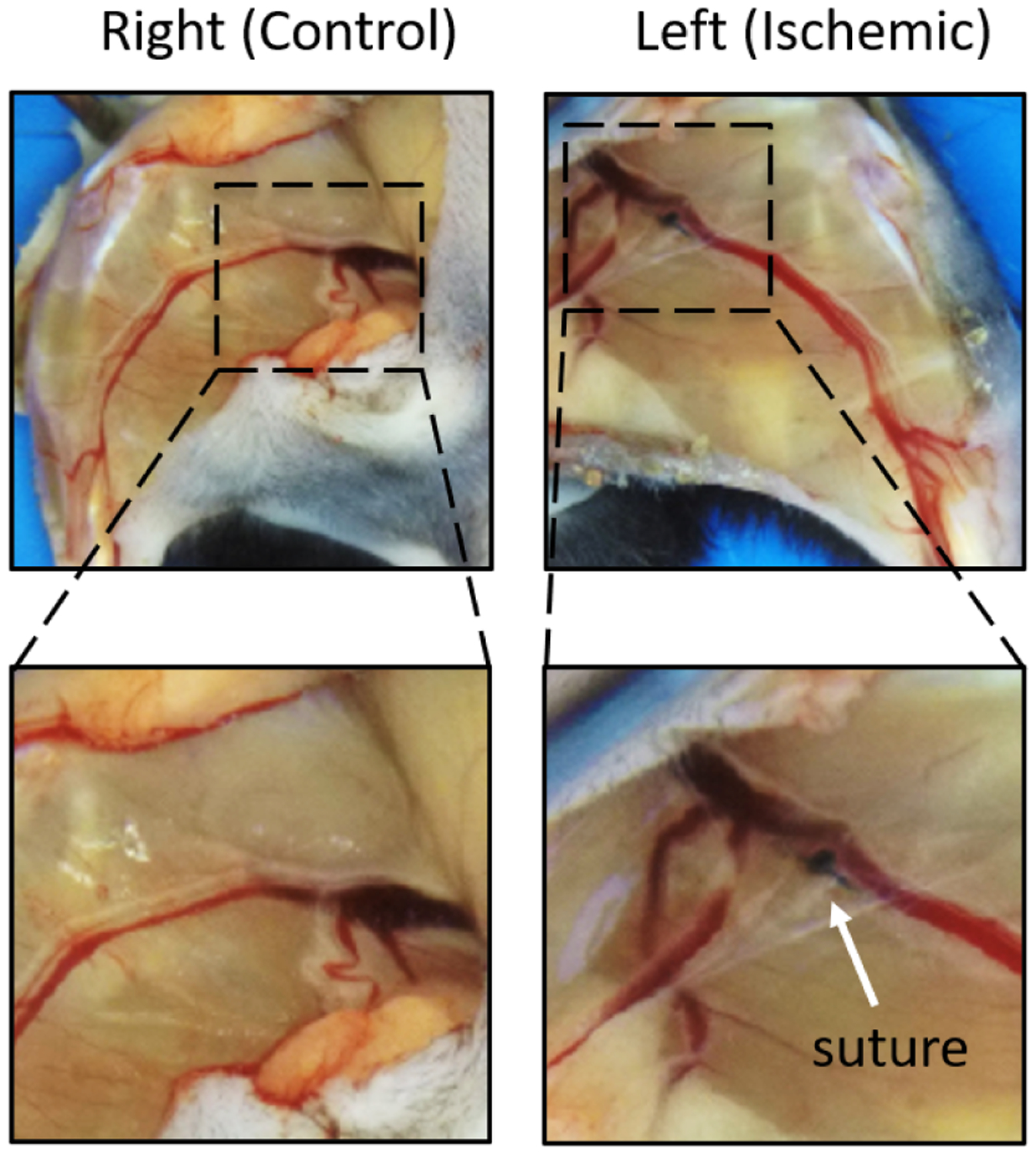 Fig. 2: