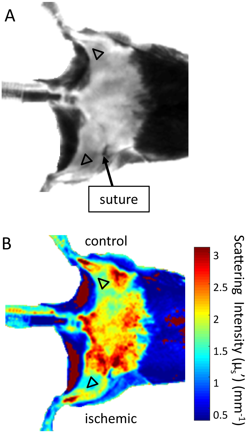 Fig. 5: