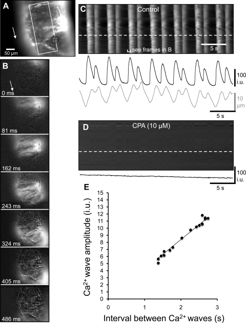 Fig. 11.