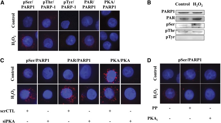 Fig. 9.