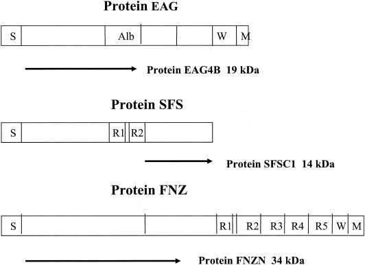 FIG. 1.