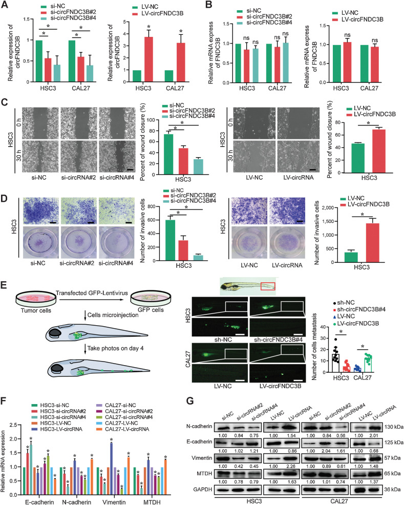 Figure 2. circFNDC3B accelerates the migration, invasion, EMT, and metastasis of OSCC cells. A and B, circFNDC3B and FNDC3B mRNA levels were assessed by qRT-PCR in HSC3 and CAL27 cells treated with si-circFNDC3Bs and LV-circFNDC3B, as indicated. C, The migration capability was suppressed in HSC3 cells treated with si-circFNDC3B#2 and si-circFNDC3B#4, whereas migration was promoted in HSC3 cells transfected with the LV-circFNDC3B, as determined using the wound-healing assay. D, The cell invasion ability was measured using transwell matrigel invasion assays after transfected with si-circFNDC3B or circFNDC3B overexpression in HSC3 cells. E, Zebrafish xenografts revealed that the HSC3-sh-NC group had more tumor metastasis to tail areas of the fish compared with the HSC3-sh-circFNDC3B group, whereas the CAL27-LV-circFNDC3B group had more tumor metastasis cancer cells than the CAL27-LV-NC group. F and G, mRNA and protein expression levels of EMT and metastasis markers were detected via qRT-PCR and Western blot analysis in HSC3 and CAL27 cells. Data were presented as the mean of >3 independent experiments ± standard deviation (SD). *, Statistical significance. ns, no statistical significance. Scale bars, 100 μm (C–E).