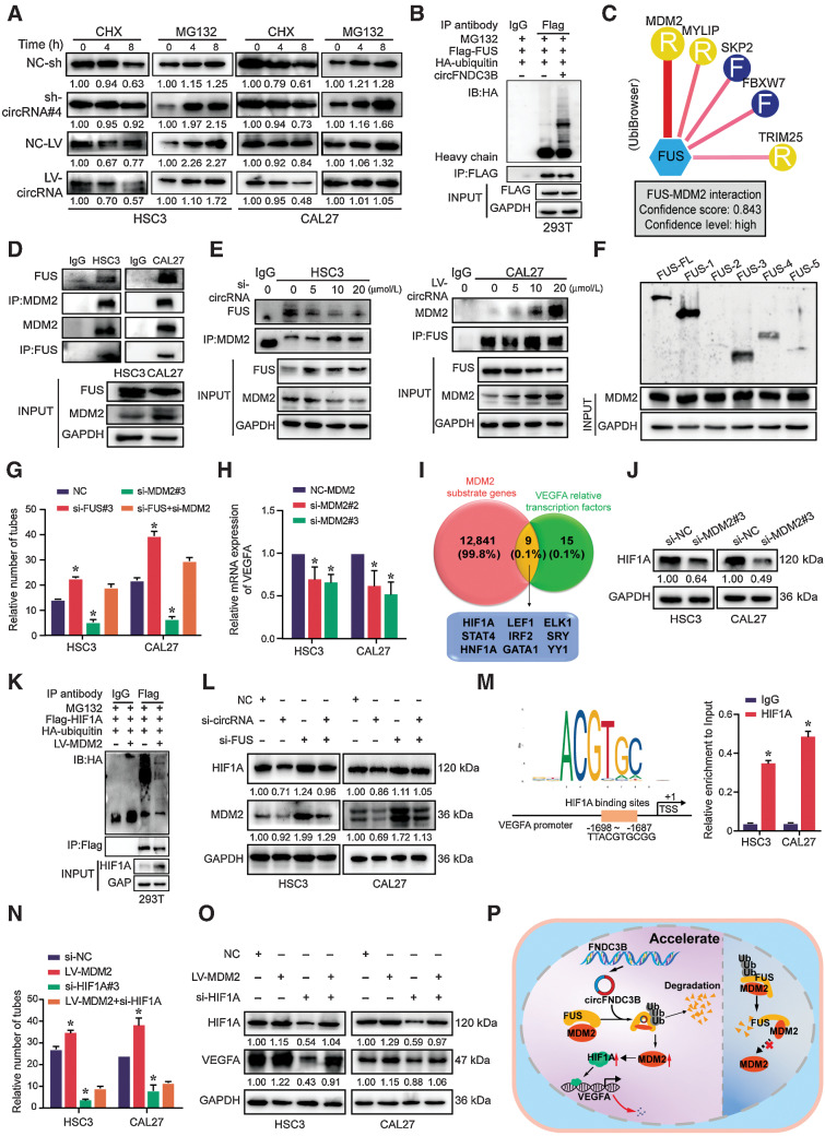 Figure 5. FUS suppresses the transcription of VEGFA via modulating MDM2–HIF1A interactions. A, After treatment with CHX (10 μg/mL) and MG132(10 μg/mL) for indicated times, protein levels of FUS were determined by Western blot analyses of OSCC cells transfected with sh-/LV-circFNDC3B. B, Western blot analysis of ubiquitin immunoprecipitated with anti-HA tag antibodies in 293T cells. C, The UbiBrowser tool identified the E3 ligase that interacts with FUS. D, IP analysis revealed the FUS/MDM2 interaction in HSC3 and CAL27 cells. E, The FUS–MDM2 interaction was decreased in circFNDC3B downregulated HSC3 cells, whereas overexpression of circFNDC3B strengthened the interaction in CAL27 cells. F, IP analysis determined that FUS 1-269 and Znf domains specifically immunoprecipitated with MDM2. G, Quantification of tube formation presented that si-FUS could partially rescue the number of tubes through si-MDM2. Data were shown mean ± SD of n > 3/group. H, Transcript level of VEGFA was detected after transfecting si-MDM2. I, Venn diagram demonstrating the overlapping of MDM2 substrate genes and VEGFA relative transcription factors. J, The protein expression of HIF1A was detected in OSCC cells transfected with the si-MDM2. K, Overexpression of MDM2 inhibited HIF1A ubiquitination in 293T cells. L, Western blot analysis showed that the si-FUS could functionally rescue the expression of HIF1A and MDM2 upon circFNDC3B silencing. M, The JASPAR database found a binding site within the HIF1A and VEGFA promoter region. Chromatin immunoprecipitation (ChIP) demonstrated that the HIF1A antibody could be effectively precipitated with the region (−1698 to −1687) of the VEGFA promoter. N and O, Quantification of tube formation (N) and Western blot (O) presented that si-HIF1A could partially rescue the number of tubes and VEGFA expression through LV-MDM2. Data were shown mean ± SD of n > 3/group. P, The pattern diagram of that circFNDC3B in the nucleus might mediate FUS/MDM2 ubiquitination and attenuate MDM2/HIF1A/VEGFA axis in OSCC angiogenesis. *, Statistical significance.