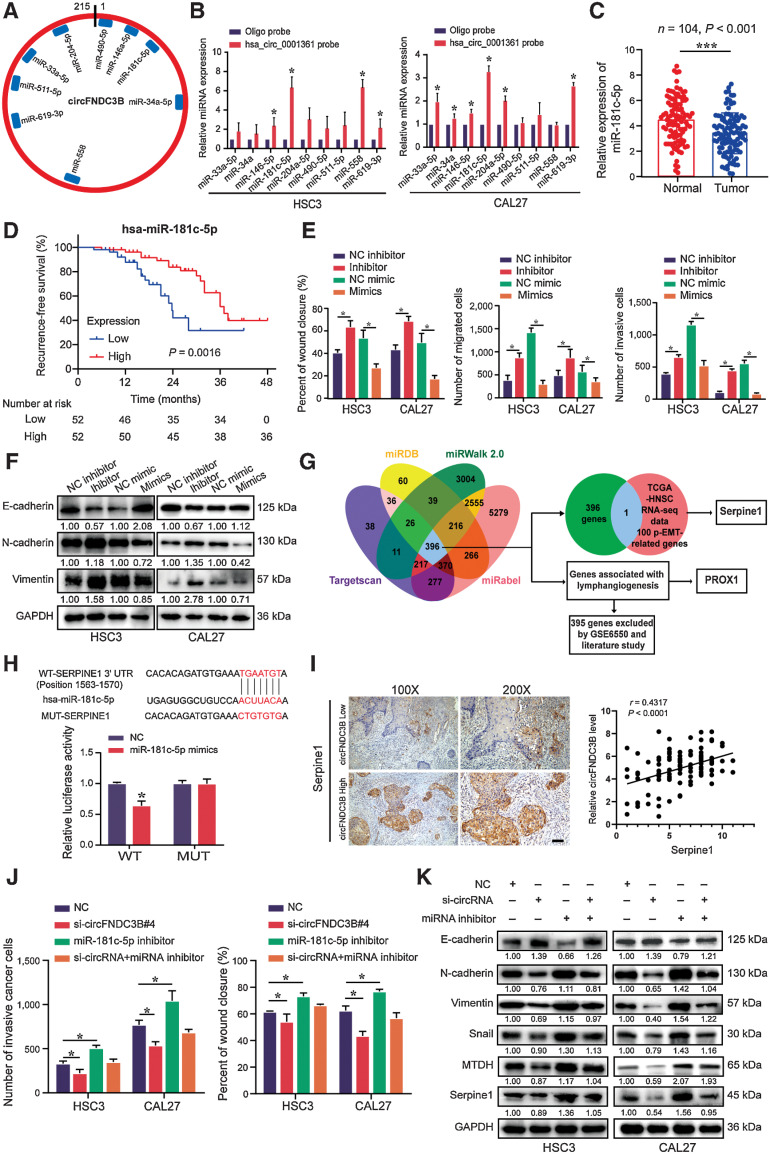 Figure 6. circFNDC3B promotes OSCC metastasis through the miR-181c-5p/Serpine1 pathway. A, The potential target miRNAs of circFNDC3B were predicted using CircInteractome and circMIR. B, RNA pulldown assays revealed that miRNAs directly interact with circFNDC3B in HSC3 and CAL27 cells. C, Expression of miR-181c-5p was detected by qRT-PCR in 104 paired OSCC tissues and normal tissues. D, The survival analysis revealed that lower miR-181c-5p levels were significantly associated with worse RFS. E, Statistics of wound healing, transwell migration, and invasion assays were performed to identify the cell motility upon miR-181c-5p inhibitor or mimics in HSC3 and CAL27 cells. F, Western blot assays detected the expression of EMT markers in HSC3 and CAL27 cells transfected miR-181c-5p inhibitor or mimics. G, Schematic illustration showing potential target genes of miR-181c-5p as predicted by 4 miRNA databases, TCGA-HNSC RNA-seq data, and GSE6550. H, Schematic illustration showed the alignment of miR-181c-5p with Serpine1, and the red portion indicated the mutagenesis nucleotides. Dual luciferase reporter assays of miR-181c-5p with Serpine1 were performed. I, The correlation between circFNDC3B expression and IHC score of serpine1 was determined. J and K, Quantification of wound healing, transwell invasion assays (J) and Western blot (K) presented that miR-181c-5p inhibitor could partially rescue the cell motility, and the expression of EMT markers, MTDH and Serpine1 through si-circFNDC3B, respectively. Data were shown mean ± SD of n > 3/group. *, Statistical significance. Scale bar, 100 μm (I).