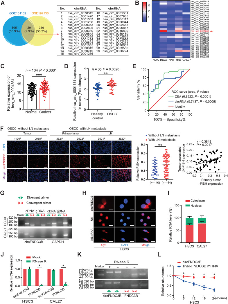 Figure 1. The identification and characterization of hsa_circ_0001361 in OSCC. A, Download GEO data sets for comprehensive analysis of differentially expressed circRNAs. Twenty-nine upregulated expressed circRNAs were listed. B, The relative expression levels of 29 circular RNAs were detected in 4 groups of HNSCC cell lines and HOK by qRT-PCR. Hsa_circ_0001361 has the highest relative expression. C, qRT-PCR analysis of hsa_circ_0001361 expression in 104 paired OSCC tissues and normal tissues. D, Serum hsa_circ_0001361 expression in healthy controls and OSCC patients were determined by qRT-PCR (n = 35, P = 0.0026). E, ROC curves were used to evaluate the diagnostic value of serum circFNDC3B in OSCC, compared with CEA. F, FISH staining assay showed that circFNDC3B expression in OSCC tissues with LN metastasis was higher than that without LN, and higher circFNDC3B expression in OSCC primary tumor was positively correlated with its expression in paired lymph nodes. G, Combining PCR with an electrophoresis assay indicated the presence of circFNDC3B using divergent and convergent primers from cDNA or genomic DNA in HSC3 and CAL27 cells. H, Representative FISH images showed the cellular localization of circFNDC3B. The circFNDC3B probe was labeled with Cy3 (red), and nuclei were stained with DAPI (blue). The images were photographed at 400× magnification. I, The location of circFNDC3B was confirmed using a subcellular fractionation assay and qRT-PCR data indicated that circFNDC3B is mainly located in the cytoplasm, and a minor part is in the nucleus. J and K, qRT-PCR and electrophoresis analysis for the resistance of circFNDC3B and linear FNDC3B to RNase R in HSC3 and CAL27 cells. Two-tailed t test was used. L, Actinomycin D assay to evaluate the stability of circFNDC3B and FNDC3B mRNA in HSC3 cells. Two-tailed t test was used. *, Statistical significance. #, Case numbers of patients. Scale bars, 100 μm (F) and 10 μm (H).