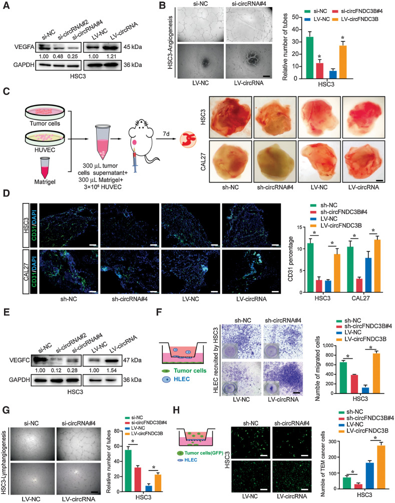 Figure 3. circFNDC3B enhances angiogenesis and lymphangiogenesis. A, Western blot assays showed that si-circFNDC3B downregulated VEGFA expression, and LV-circFNDC3B promoted its expression in HSC3. B, The conditioned medium from si-circFNDC3B HSC3 cells dramatically inhibited the tube formation of HUVECs in vitro, whereas HSC3-LV-circFNDC3B had the opposite results. C, Pattern diagram of Matrigel plug assay for in vivo evaluation of angiogenesis. And representative images of resected Matrigel plug. Intensity of the red color is used as a parameter for qualitative assessment. D, Representative image of Matrigel plug cryo-section. Endothelial cells are stained for CD31 (green), and nuclei are stained with DAPI (blue). E, Western blot assays showed that si-circFNDC3B downregulated VEGFC expression in HSC3, whereas LV-circFNDC3B upregulated its expression. F and G, Transwell assays (F) and tube formation (G) of HLECs treated with conditioned medium from circFNDC3B-silencing or overexpressing HSC3 cells. H, The indicated tumor cells were seeded on HLEC monolayers reaching confluence in 24-well transwell inserts. After incubation for 24 hours, the transmigrated HSC3 cells were imaged. These experiments were replicated three times. Data were presented as the mean ± SD. *, Statistical significance. Scale bars, 100 μm (B, D, and F–H); 0.25 cm (C).