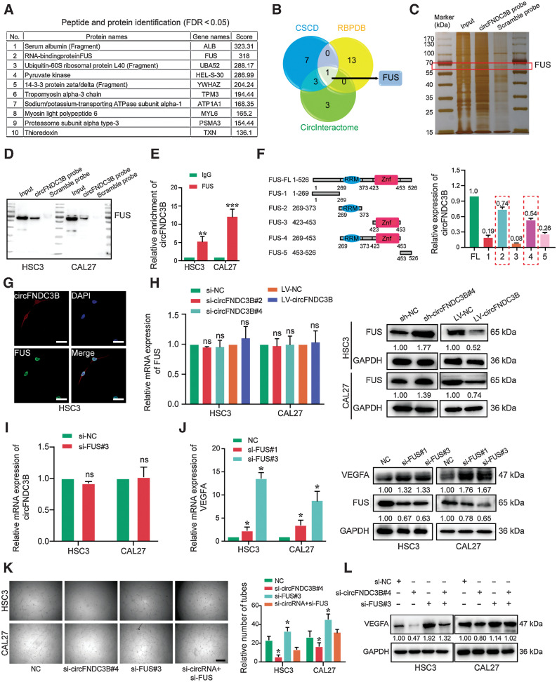 Figure 4. circFNDC3B promotes angiogenesis by binding FUS in OSCC. A, List of the top 10 differentially expressed proteins identified by mass spectrometry, FDR < 0.05. B, Venn diagram demonstrating the overlapping of the interacting RBPs of circFNDC3B predicted by CSCD, RBPDB and CircInteractome. C, Silver staining of circFNDC3B pulldown in OSCC cells. The red box showed different expressions of FUS (65 kDa) between the sense and antisense lanes. D, Western blot showed circFNDC3B pulldown of the FUS. E, Expression of circFNDC3B was detected by qRT-PCR after RIP for FUS in HSC3 and CAL27. F, Truncated versions of FLAG-FUS were produced according to the FUS domain. mRNAs isolated from the RIP assays with anti-FLAG tag antibody were identified by qRT-PCR analysis using circFNDC3B primers in 293T cells. Three independent experiments were performed. G, The colocalization of FUS and circFNDC3B was detected by immunofluorescence staining in HSC3 cells. H, qRT-PCR and Western blot were used to detect the expression of FUS after transfecting with si-circFNDC3B and LV-circFNDC3B. I, Transcript level of circFNDC3B was not regulated by FUS. This means that FUS was downstream of circFNDC3B. J, The transcriptional levels and protein expression of VEGFA were upregulated by FUS silencing. K and L, Vessel formation (K) and Western blot (L) analysis showed that si-FUS functionally rescued angiogenesis and the expression of VEGFA upon circFNDC3B silencing. *, Statistical significance. ns, no statistical significance. Scale bars, 10 μm (G) and 100 μm (K).