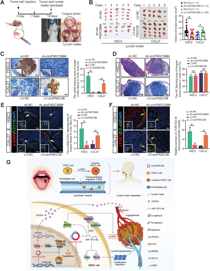 Figure 8. circFNDC3B enhances OSCC metastasis and associated neovascularization in vivo. A, Schematic diagram of an animal model to study LN metastasis of OSCC. B, Representative images of cervical LNs. C, IHC staining of LN micrometastases. D, H&E staining of tongue tumor. E and F, Immunofluorescence staining of angiogenesis (white arrow; E) and lymphangiogenesis (yellow arrow; F) in the tongue tumor microenvironment. Yellow dashed lines demarcate the boundary of tumor. G, Schematic illustration showing the suggested mechanism by which circFNDC3B functions as an oncogene for OSCC angiogenesis, metastasis, and lymphangiogenesis through the FUS/MDM2/HIF1A/VEGFA axis, and contributes as a miR-181c-5p sponge to upregulate Serpine1 and PROX1, respectively. *, Statistical significance. Scale bars, 100 μm (C and D) and 50 μm (E and F).