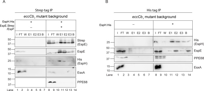 Fig 5