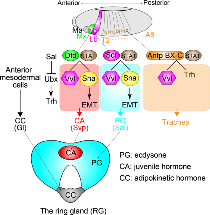 Figure 2