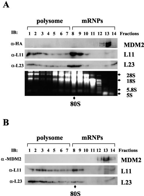 FIG. 5.