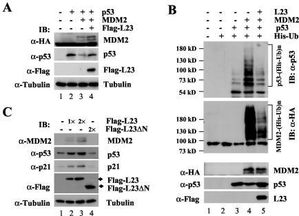 FIG. 6.