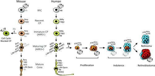 Fig. 9.