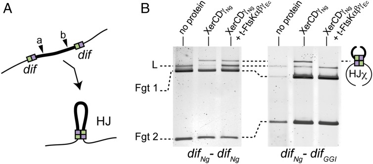 Fig. 5.