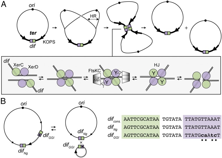 Fig. 1.