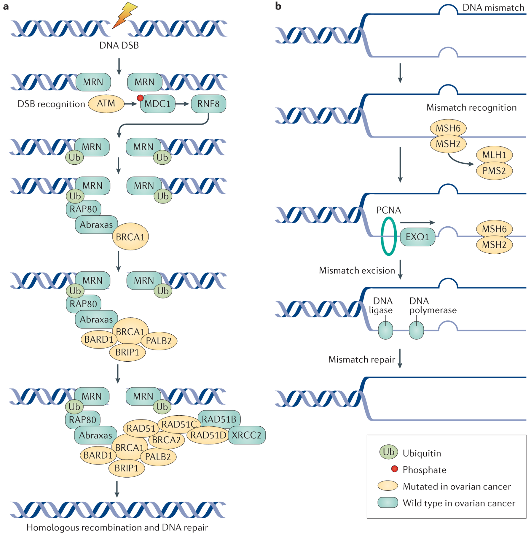 Figure 2 |