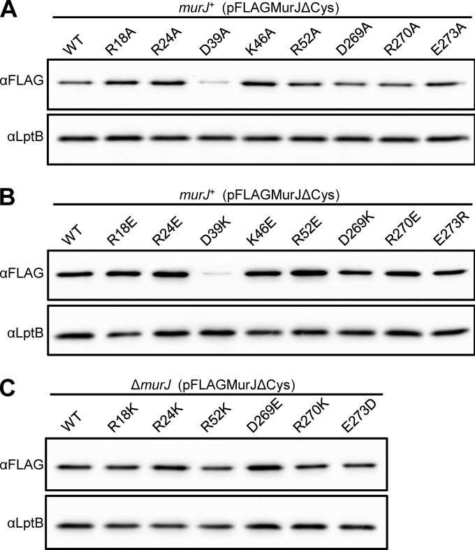 FIG 2