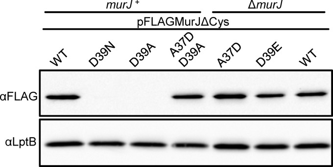 FIG 3