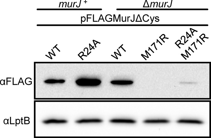 FIG 5