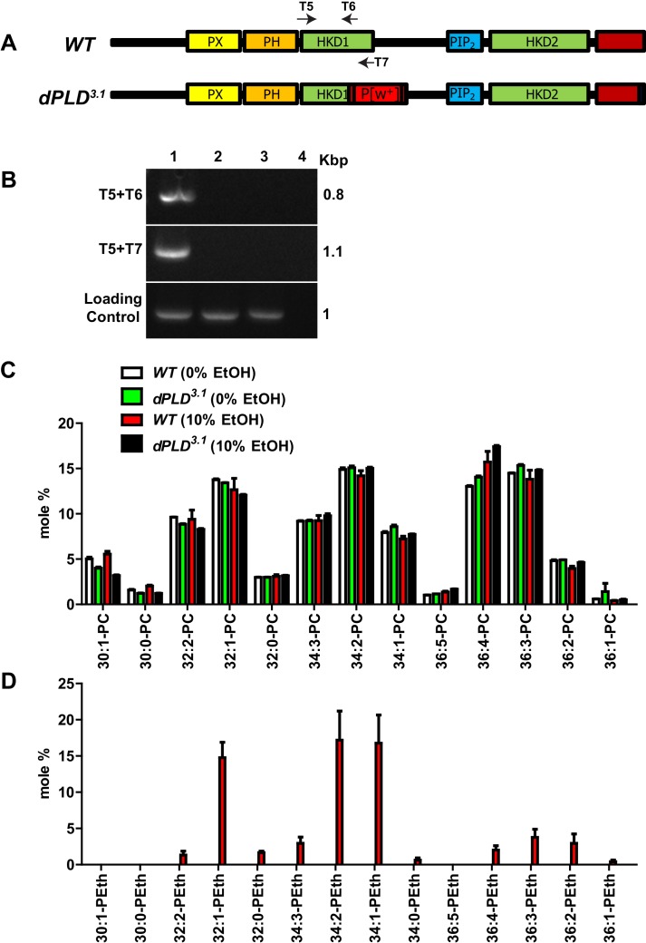 Figure 2—figure supplement 1.