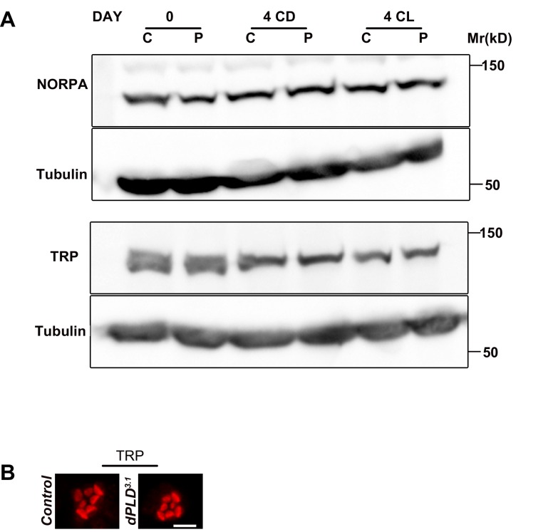 Figure 2—figure supplement 2.