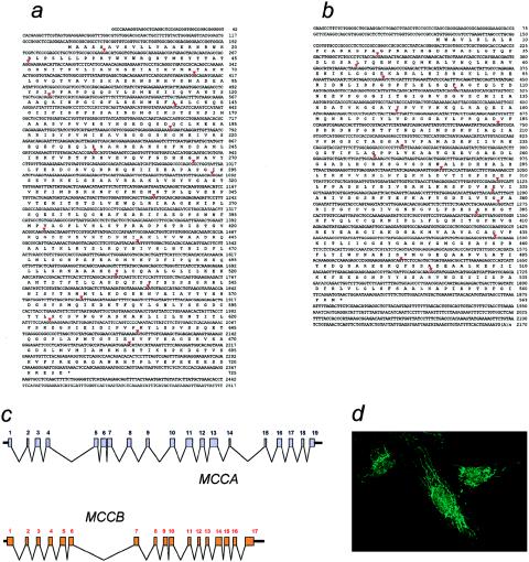 Figure  1