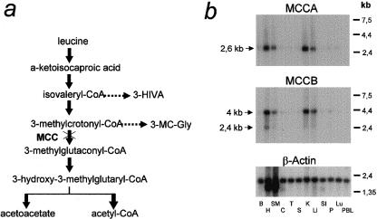 Figure  3