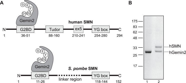 FIGURE 1.