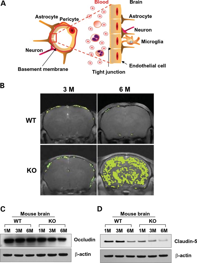 Figure 1.