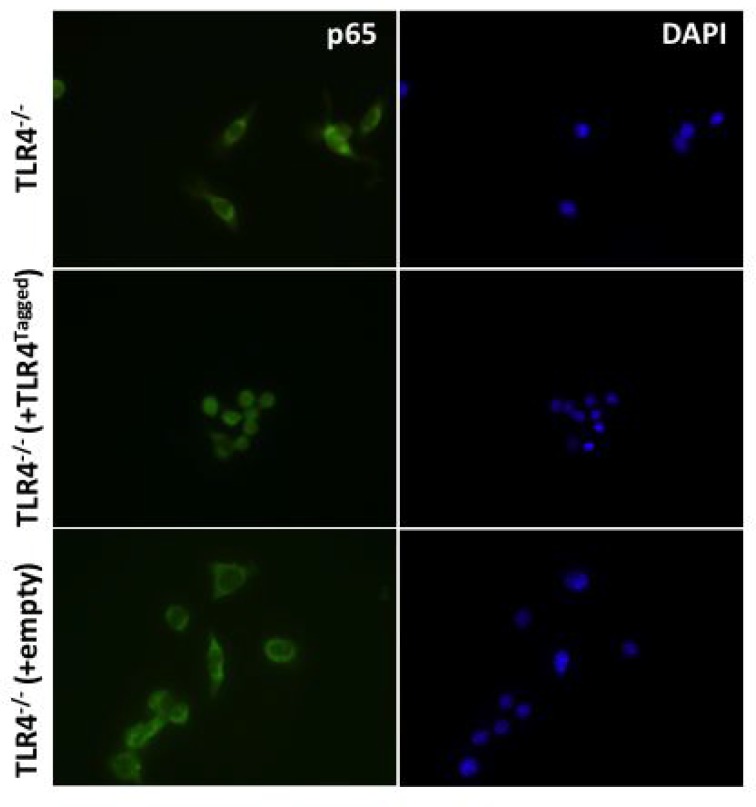 Figure 2—figure supplement 1.