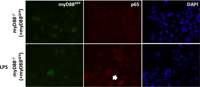 Figure 1—figure supplement 1.