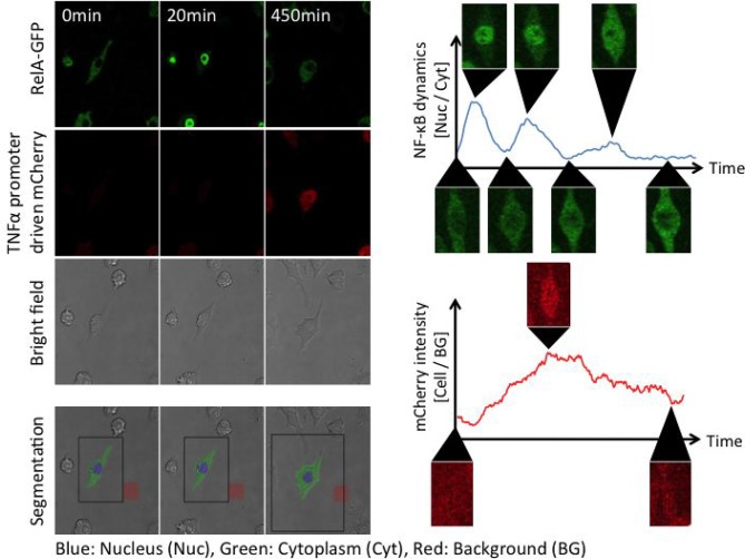 Figure 3—figure supplement 1.