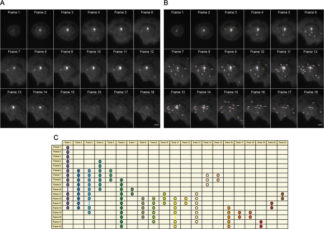 Figure 1—figure supplement 2.