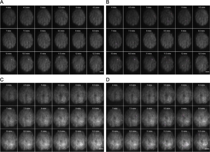 Figure 1—figure supplement 5.