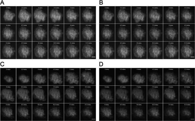 Figure 1—figure supplement 4.