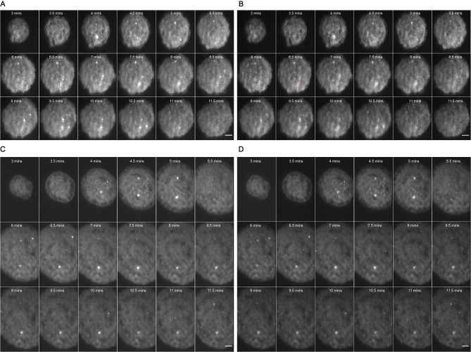 Figure 1—figure supplement 3.