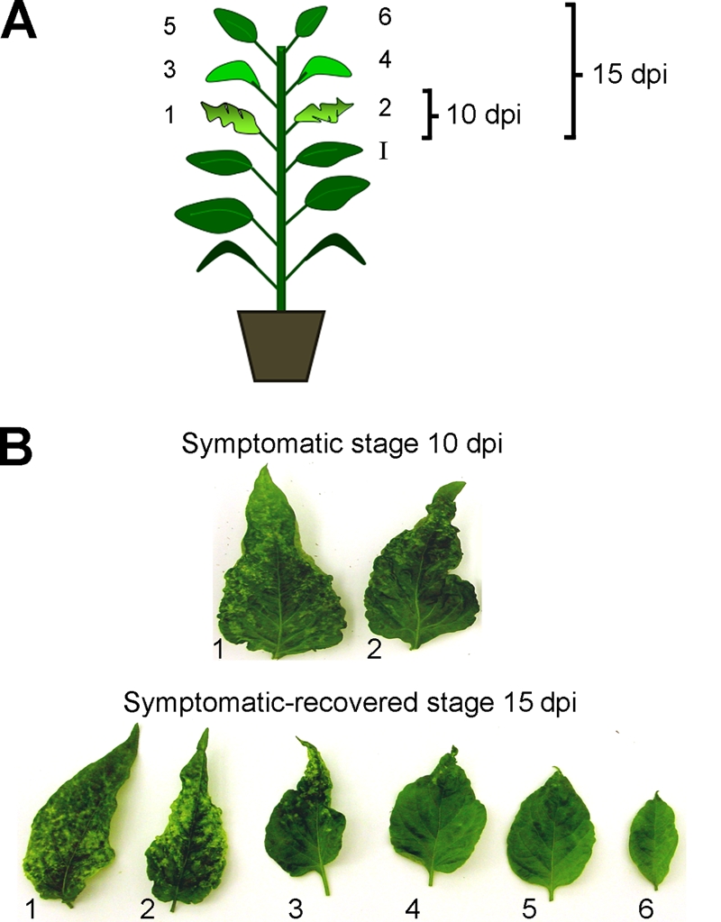 FIG. 1.