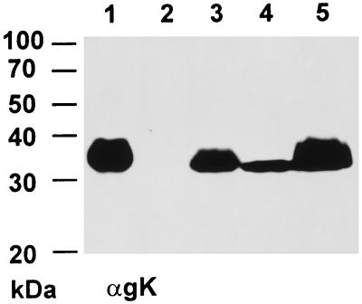 FIG. 6