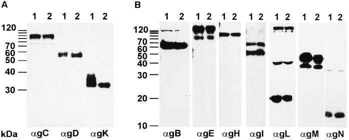 FIG. 7