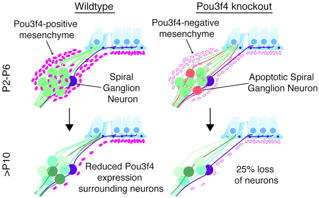 graphic file with name nihms-1551713-f0001.jpg