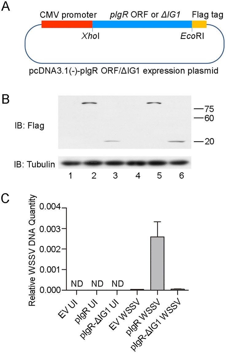 Fig 5