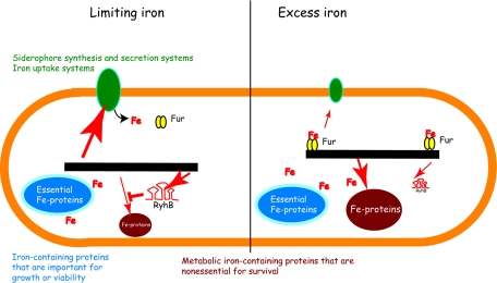 FIG. 1.