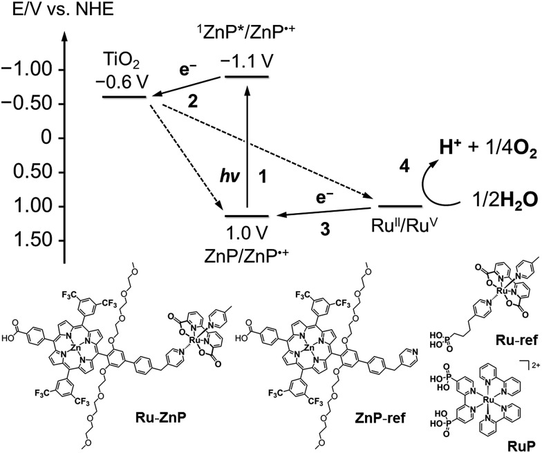 Fig. 1