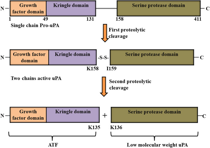 FIGURE 4